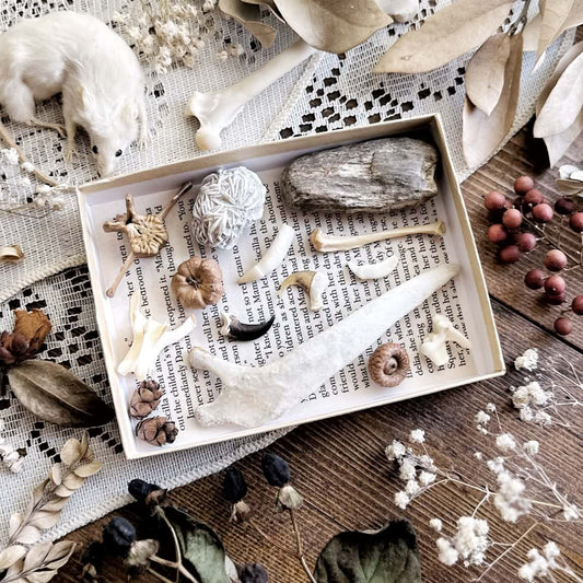 Natural History Collection – No. 03 | Bones, Teeth, Oddities Collection