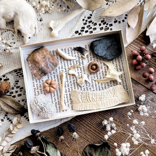 Natural History Collection – No. 04 | Bones, Teeth, Oddities Collection