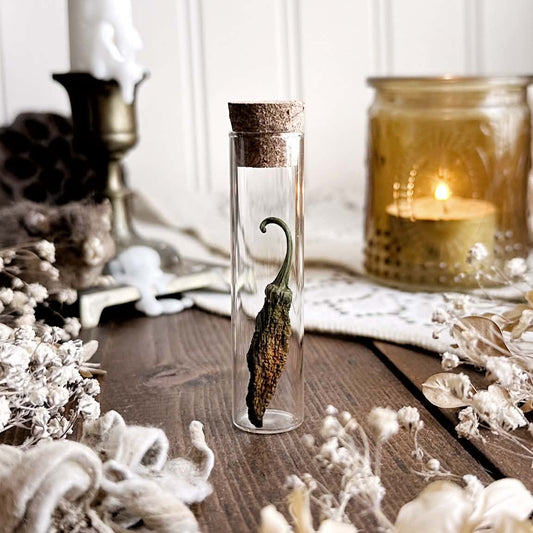 Petite Dried Pepper in Glass Vial – No. 02