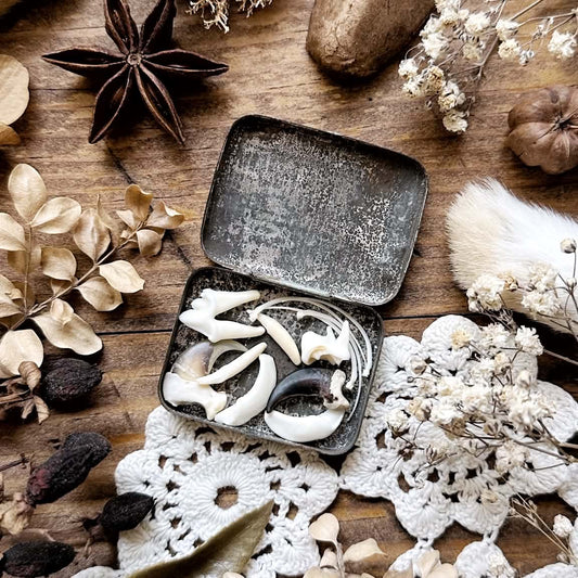 Petite Curio Collection in Vintage Metal Tin – No. 01 | Teeth, Claws, Bones