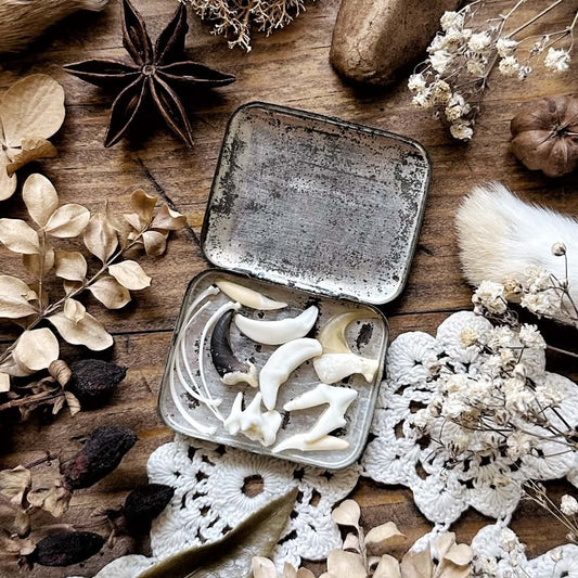 Petite Curio Collection in Vintage Metal Tin – No. 02 | Teeth, Claws, Bones