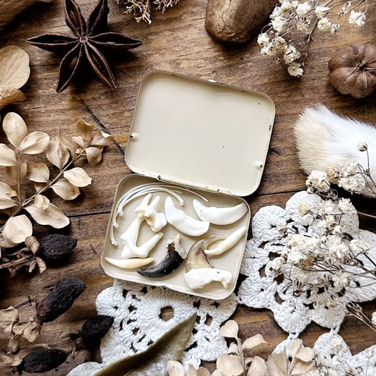 Petite Curio Collection in Vintage Metal Tin – No. 03 | Teeth, Claws, Bones