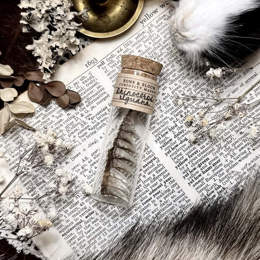 Real Rhino Iguana Spikes in Glass Vial – No. 02