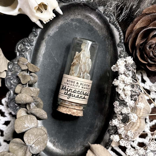 Real Rhino Iguana Spikes in Glass Vial – No. 05