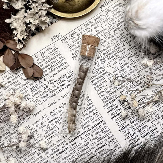 Real Petite Rhino Iguana Spikes in Glass Vial – No. 07
