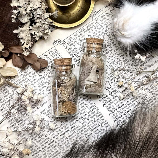 Real Rhino Iguana Skin Shed in Small Glass Vial