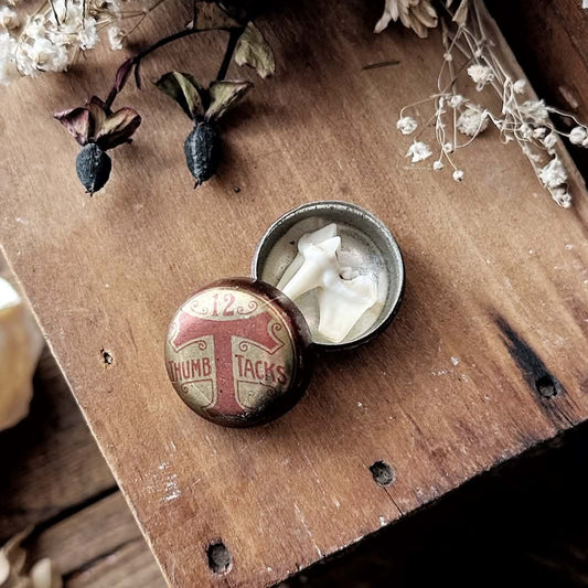 Real Coyote Tooth in Vintage Tiny Metal Thumb Tacks Tin