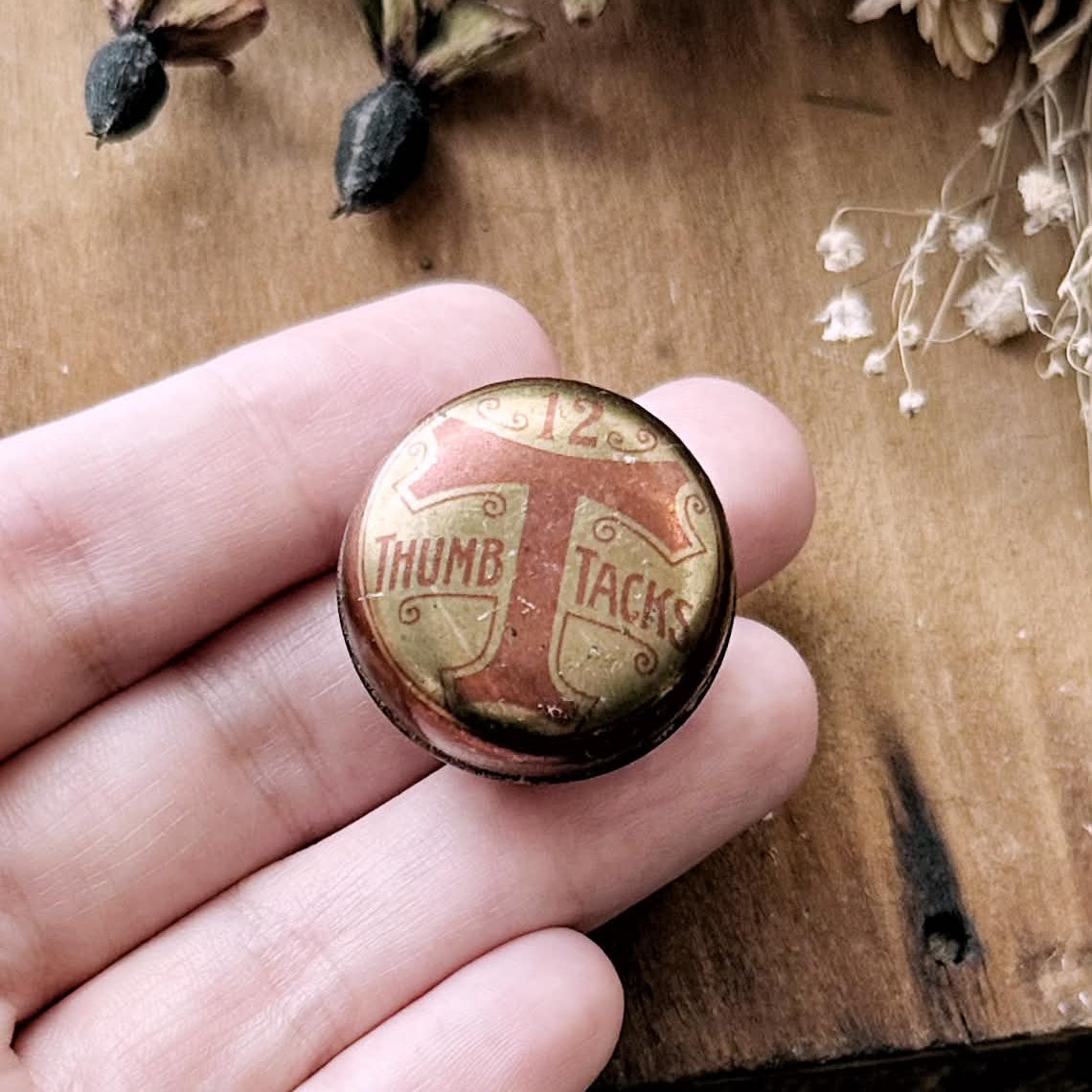Real Coyote Tooth in Vintage Tiny Metal Thumb Tacks Tin